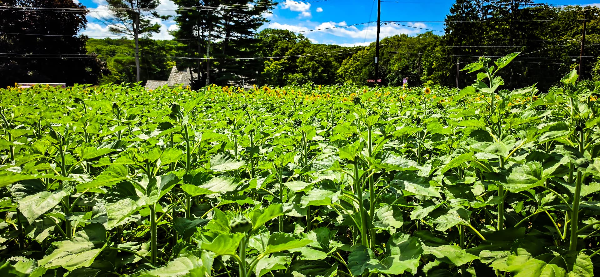 Rows of green sunflower plants stretching toward a distant treeline