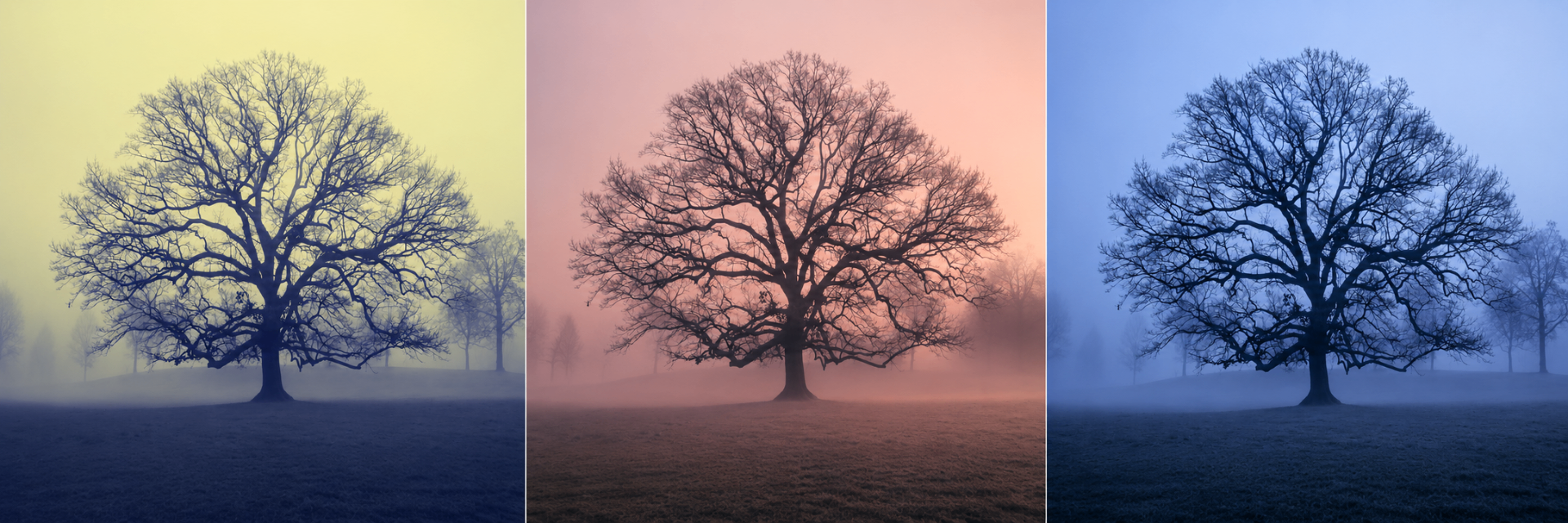 Lone oak tree in fog rendered in three color moods