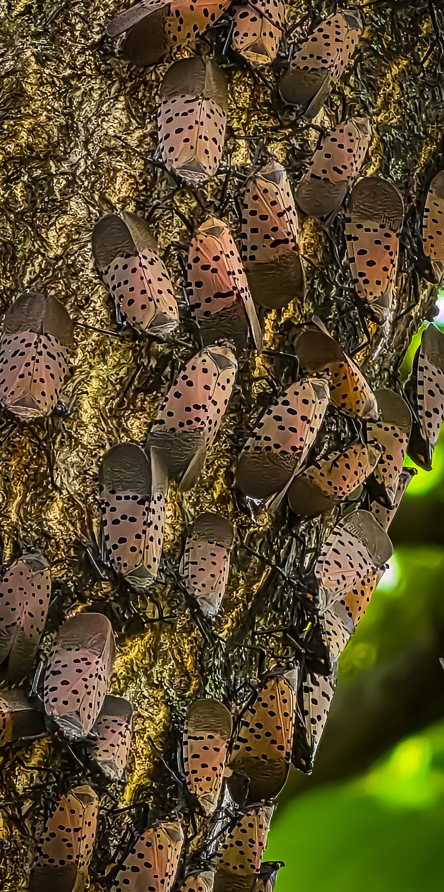 Cluster of spotted lanternflies covering a tree trunk