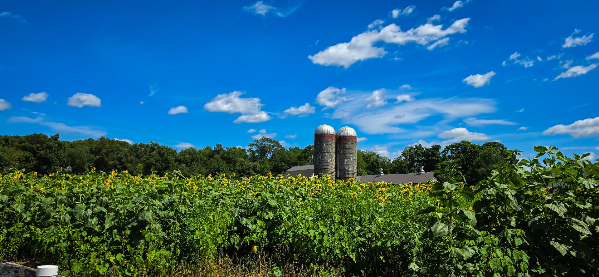 Twin silos and a barn beyond a wide field of sunflowers