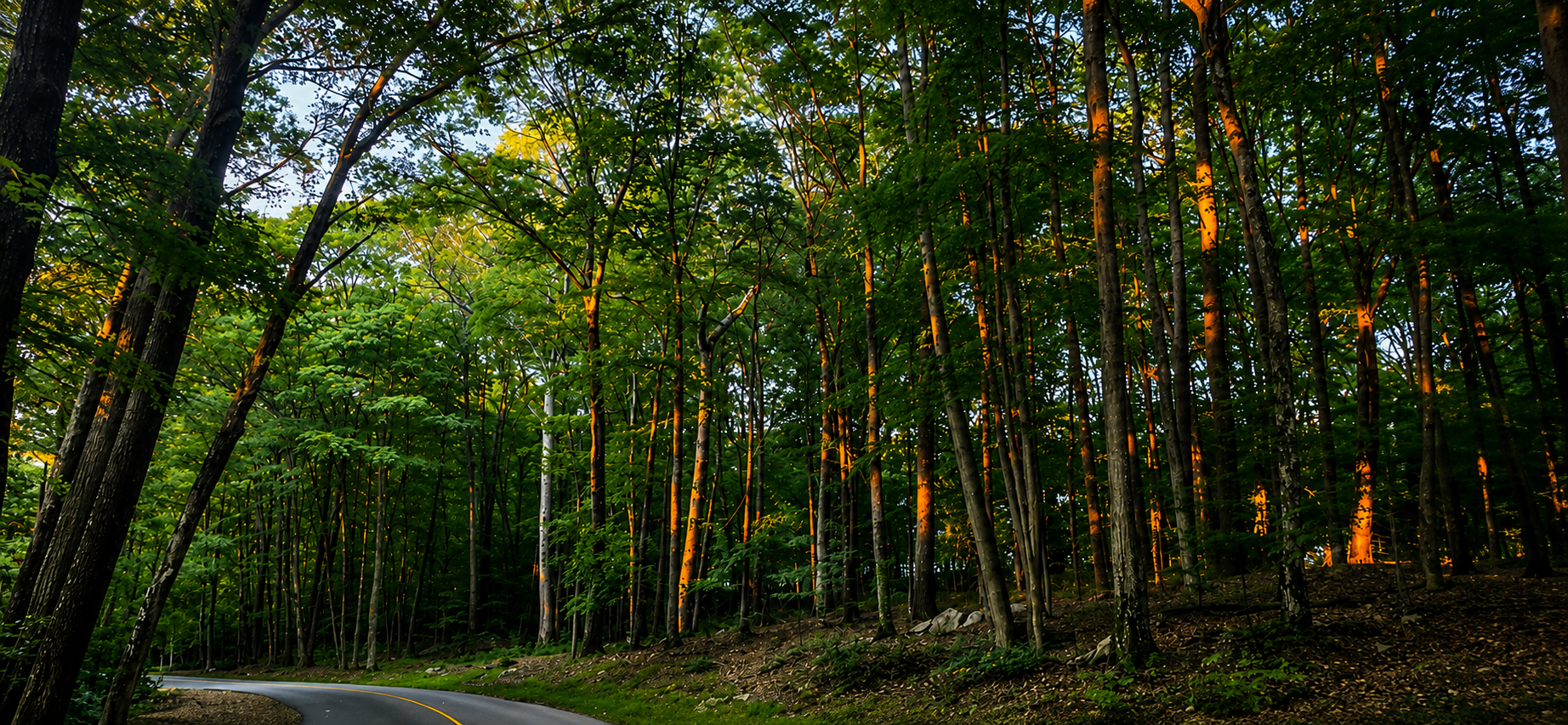 Golden sunlight filtering through a dense green forest