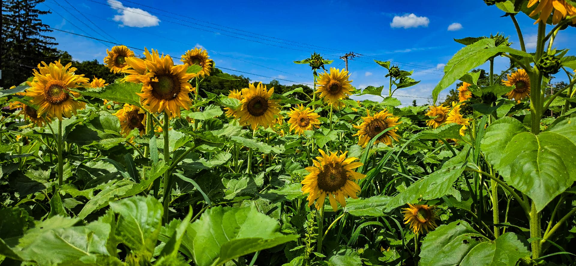 Sunflowers in bloom reaching toward a deep blue summer sky